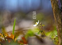 《春分》春分了，天氣漸漸暖起來。草木萬物都生發(fā)了，空氣里里濕漉漉甜絲絲的，有一股子好聞的泥土腥味兒。[詳細]