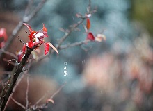 《小寒》正是小寒天氣，三九了。一九二九不出手，三九四九冰上走。今年一場雪還沒下，大地卻都上凍了。[詳細]