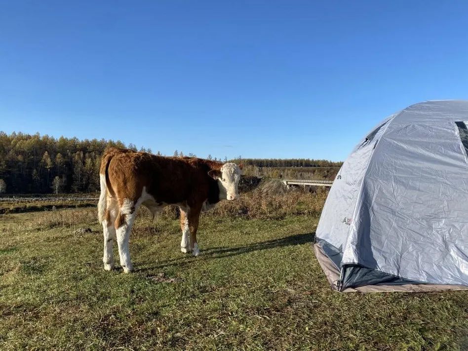 不凍河岸邊的小牛。會動的活人比帳篷中的未知更令它好奇，人類卻相反。