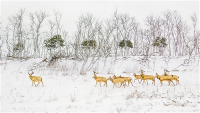 　圖為“我的家園”攝影聯(lián)展參展作品《濕地家園》，攝于江蘇鹽城。 　　葛乃航攝